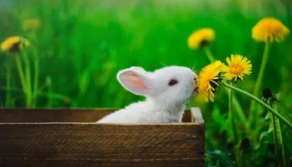 DO：波斯特科格鲁将出任森林主帅